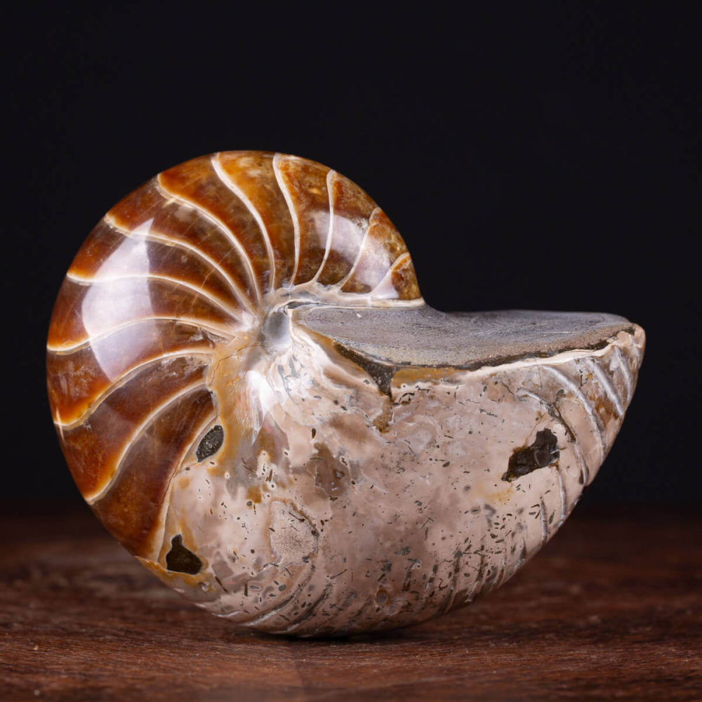 Ciondolo Naturale Con Fossile Di Ammonite